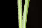 Fuzzy wuzzy sedge